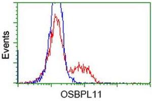 HEK293T cells transfected with either RC209418 overexpress plasmid (Red) or empty vector control plasmid (Blue) were immunostained by anti-OSBPL11 antibody (ABIN2453404), and then analyzed by flow cytometry. (OSBPL11 anticorps)