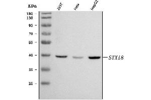 Western blot analysis of Syntaxin 18/STX18 using anti-Syntaxin 18/STX18 antibody (ABIN7599259). (Syntaxin 18 anticorps  (AA 1-313))