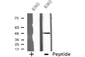 Western blot analysis of extracts from K562 cells, using GCNT7 antibody. (GCNT7 anticorps  (Internal Region))
