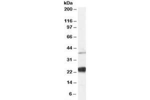 Western blot testing of human HeLa cell lysate and NIP antibody at 0. (DUOXA1 anticorps)