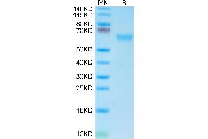 NKG2A & CD94 (AA 98-244) protein (mFc Tag)