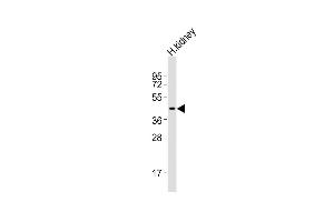Anti-I23O2 Antibody (C-term)at 1:2000 dilution + human kidney lysates Lysates/proteins at 20 μg per lane.