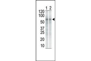 The anti-CHK1 Mab (ABIN387806 and ABIN2843900) is used in Western blot to detect CHK1 in NIH/3T3 cell lysate (Lane 1) and K562 cell lysate (Lane 2). (CHEK1 anticorps)