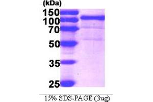 SDS-PAGE (SDS) image for Heat Shock Protein 90kDa beta (Grp94), Member 1 (HSP90B1) (AA 22-803) protein (His tag) (ABIN668042)