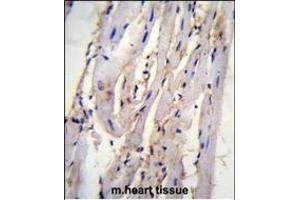 anti-Syntaxin 19 (STX19) (AA 250-279), (C-Term) antibody