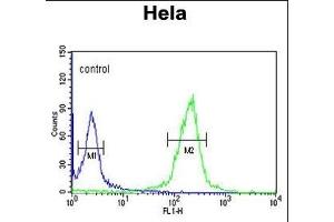 CLIP1 Antibody (N-term) (ABIN652897 and ABIN2842579) flow cytometric analysis of Hela cells (right histogram) compared to a negative control cell (left histogram). (CLIP1 anticorps  (N-Term))