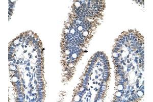 PRODH2 antibody was used for immunohistochemistry at a concentration of 4-8 ug/ml to stain Epithelial cells of intestinal villus (arrows) in Human Intestine. (PRODH2 anticorps)