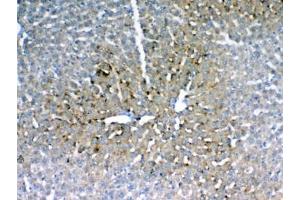 IHC testing of FFPE rat liver tissue with IGFBP1 antibody at 1ug/ml.