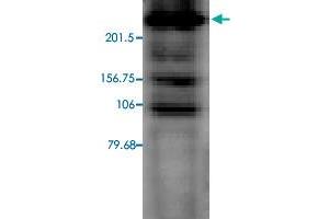 Western blot analysis in CACH2C transfected CHO cell lysate with CACH2C monoclonal antibody, clone S57-46 . (CACH2C anticorps  (AA 1507-1733))