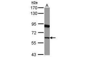 Image no. 2 for anti-G1 To S Phase Transition 1 (GSPT1) (AA 1-637) antibody (ABIN1498536) (GSPT1 anticorps  (AA 1-637))