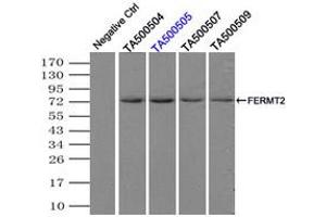 Image no. 5 for anti-Fermitin Family Member 2 (FERMT2) antibody (ABIN1499050)