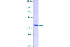 Image no. 1 for Synapsin I (SYN1) (AA 362-450) protein (GST tag) (ABIN1321976)