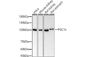 Western blot analysis of extracts of various cell lines, using PGC1α antibody  at 1:1000 dilution. (PPARGC1A anticorps)