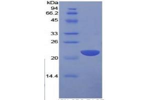 SDS-PAGE of Protein Standard from the Kit  (Highly purified E.