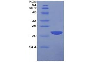 SDS-PAGE of Protein Standard from the Kit  (Highly purified E. (IL1A Kit ELISA)