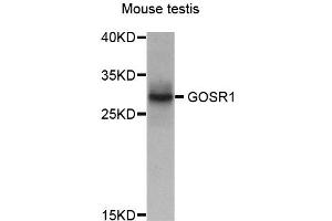 Western blot analysis of extract of various cells, using GOSR1 antibody.