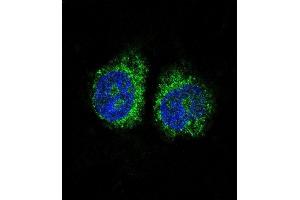 Confocal immunofluorescent analysis of NURR1 (NR4A2) Antibody (N-term) (ABIN390383 and ABIN2840784) with Hela cell followed by Alexa Fluor 488-conjugated goat anti-rabbit lgG (green). (NR4A2 anticorps  (N-Term))