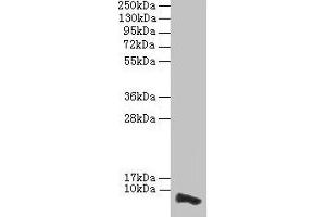 Western blot All lanes: COX17 antibody at 3. (COX17 anticorps  (AA 1-63))
