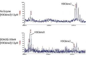 FBXL10 / KDM2B activity assay.