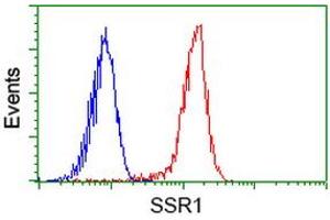 Image no. 5 for anti-Signal Sequence Receptor, alpha (SSR1) antibody (ABIN1501154) (SSR1 anticorps)