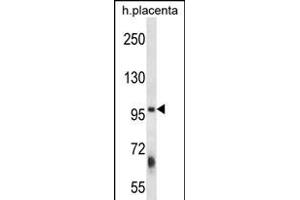 ZFYVE1 Antibody (N-term) (ABIN656392 and ABIN2845686) western blot analysis in human placenta tissue lysates (35 μg/lane). (ZFYVE1 anticorps  (N-Term))
