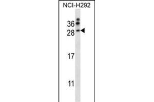 NRTN Antibody (Center) (ABIN657976 and ABIN2846922) western blot analysis in NCI- cell line lysates (35 μg/lane). (Neurturin anticorps  (AA 46-75))