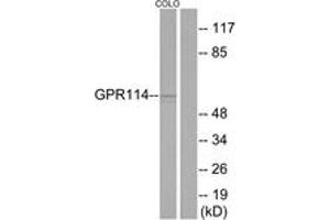 Western Blotting (WB) image for anti-G Protein-Coupled Receptor 114 (GPR114) (AA 91-140) antibody (ABIN2890838) (GPR114 anticorps  (AA 91-140))