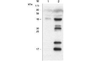 Human Caspase-1 (p20) is detected by immunoblotting using anti-Caspase-1 (p20) (human), mAb (Bally-1) -C100). (Caspase 1 p20 anticorps)