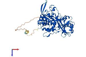 AlphaFold protein structure predicition of Human Recombinant FOXRED1 Protein, UniprotID Q96CU9