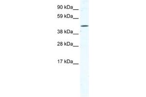 Western Blotting (WB) image for anti-Tetratricopeptide Repeat Domain 19 (TTC19) antibody (ABIN2461520) (TTC19 anticorps)