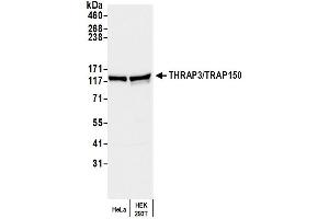 Western Blotting (WB) image for anti-Thyroid Hormone Receptor Associated Protein 3 (THRAP3) (AA 375-425) antibody (ABIN7452455) (THRAP3 anticorps  (AA 375-425))