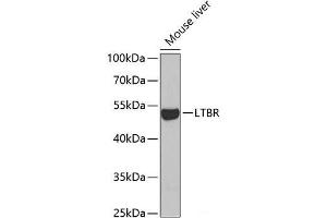 Western blot analysis of extracts of Mouse liver using LTBR Polyclonal Antibody at dilution of 1:1000. (LTBR anticorps)
