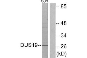 Western blot analysis of extracts from COS-7 cells, using DUS19 antibody. (DUSP19 anticorps  (Internal Region))