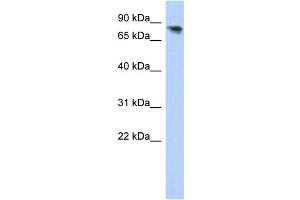 WB Suggested Anti-PCDHA12 Antibody Titration:  0. (PCDHA12 anticorps  (N-Term))