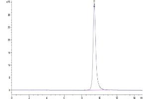 Size-exclusion chromatography-High Pressure Liquid Chromatography (SEC-HPLC) image for SARS-CoV-2 Spike (C.37 - Lambda), (RBD) protein (His tag) (ABIN7275136)