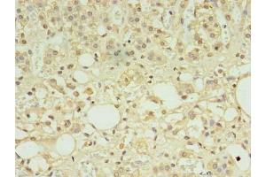 Immunohistochemistry of paraffin-embedded human adrenal gland tissue using ABIN7165434 at dilution of 1:100 (FAM163A anticorps  (AA 27-167))