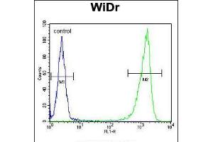 Flow cytometric analysis of WiDr cells (right histogram) compared to a negative control cell (left histogram). (Glucuronidase beta anticorps  (AA 335-362))
