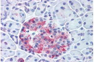 Anti-WNT10A antibody  ABIN1049468 IHC staining of human pancreas, islet.