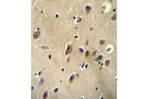 AGTR1 Antibody (Center) (ABIN654078 and ABIN2843971) immunohistochemistry analysis in formalin fixed and paraffin embedded human brain tissue followed by peroxidase conjugation of the secondary antibody and DAB staining.
