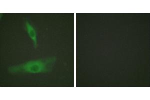 Peptide - +Immunofluorescence analysis of HeLa cells, using ADD1 (Ab-726) antibody (#B0002). (alpha Adducin anticorps  (Ser726))