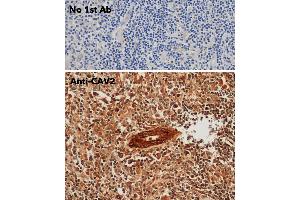 Immunohistochemistry (IHC) image for anti-Caveolin 2 (CAV2) (N-Term) antibody (ABIN6254169)