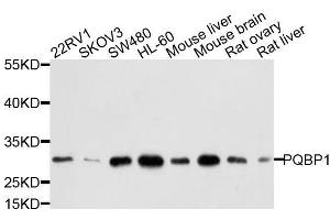 Western blot analysis of extracts of various cell lines, using PQBP1 antibody. (PQBP1 anticorps  (AA 1-265))