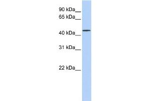 WB Suggested Anti-LRRC28 Antibody Titration: 0. (LRRC28 anticorps  (N-Term))