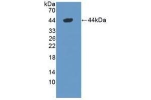 Detection of Recombinant DEFa1, Mouse using Polyclonal Antibody to Defensin Alpha 1, Neutrophil (DEFa1) (alpha Defensin 1 anticorps  (AA 20-93))