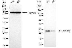 Western blotting analysis using RAB5C antibody (ABIN7800100). (Recombinant Rab5c anticorps)