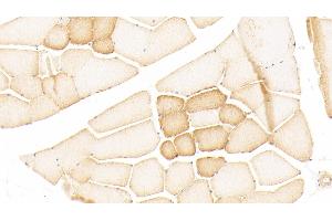 Detection of NMU in Human Skeletal muscle Tissue using Polyclonal Antibody to Neuromedin U (NMU)