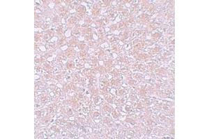 Immunohistochemistry analysis of AFP in rat liver tissue with Alpha-fetoprotein (AFP)  Antibody (N-term) at 10 μg/ml. (alpha Fetoprotein anticorps  (N-Term))