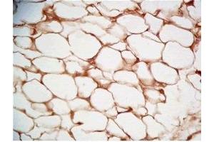 Rat visceral fat tissue was stained by Rabbit Anti-Cathepsin S (298-331) (Human) Serum