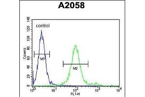 GOT1A Antibody (C-term) (ABIN651799 and ABIN2840403) flow cytometric analysis of  cells (right histogram) compared to a negative control cell (left histogram).