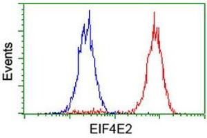 Image no. 6 for anti-Eukaryotic Translation Initiation Factor 4E Family Member 2 (EIF4E2) antibody (ABIN1497992) (EIF4E2 anticorps)